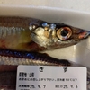 【サンマ豊漁でも…】我が家は「ぎす」という魚に夢中！ししゃもの上位互換かも