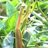 カマキリの気持ち！