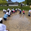 田んぼで泥あそび！