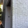 ダインコンクリートの外壁、藻がつきました。