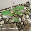 植え替えしたハイビスカスローゼル　その後