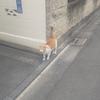 今週の猫だんな  2025/5週   1/27～2/2
