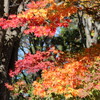 紅葉する木々（10月18日）