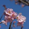 木場公園の河津桜