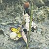 【MHWilds】ソロぼっち歴戦王レ・ダウに挑戦してみたよ🤣👍