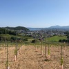 9月の北海道 - 1年目のブドウ畑