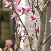 季節は”清明”…ショリコの庭で、春を愛でよう