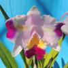 cattleya trianae x sib ( 'Nikita' x aquinii 'Lia') 