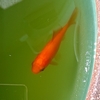 水草の維持は 睡蓮鉢で元気な当歳魚