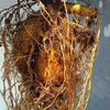 ガジュマルを大きくしたいならコレ！ガジュマルを埋めてから1年の結果報告！