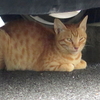 ８月３０日　荒川遊園の周りの猫さま　と　その情景