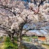 【桜開花】地元もほぼ満開になりました