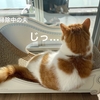 【買ってよかった2021】今年買った愛猫グッズの中からTop5をご紹介。