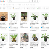 鉄甲丸発芽
