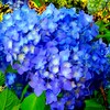 井の頭線の紫陽花