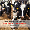 What you should consider before buying silage for your cattle?
