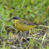 隣の隣の県に鳥を見に行った日記（２０２３　０５０５）その２。