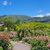 ⑪強羅公園ベル薔薇～絶景温泉で富士山とデート