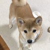 柴犬あきとの生活　128