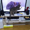 テレビの猫