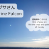 ハヤブサさん / A Peregrine Falcon