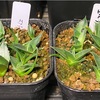 アガベ・エボリスピナ実生記録①(Agave utahensis var. eborispina seeding)