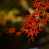 秋の伊豆へ。1日目 修善寺〜虹の郷