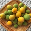 やっと梅の実を収穫🍑梅干し作りとカンタン梅酒