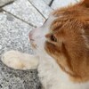 「猫ログ:001」伊香保温泉の石段街で出会ったにゃんこと癒しのひととき【たまには小休止】（群馬県渋川市）
