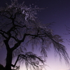 そういえば　井出の地蔵院の桜とかも　夜撮ってました