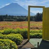 【富士本栖湖リゾート】富士山とお花畑のコラボ「虹の花まつり」に行こう！（2025年）