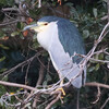 兵庫県）明石公園。ゴイサギ（＋ホシゴイ）、イカル、ヤマガラ、アオジ、コゲラ、ムクドリ（実）、モズ、ミコアイサ、カイツブリ、ハシビロガモ、ヒドリガモ、ユリカモメ。