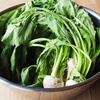 苗と土偶の休日。