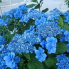 我が家の庭の花　7月後半