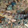  No.115 オビシノビハゼ (Ctenogobiops aurocingulus) 