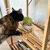 またまた猫草栽培始めました。
