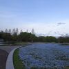 七北田公園のネモフィラ（2024）
