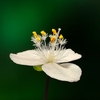 散歩道の花　12月~3