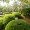 大根島・由志園の花と情景 11（島根県松江市）