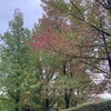 紅葉間近🍂