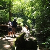 【三浦】大楠山　山から海へ！花と新緑を楽しむ親子ハイク