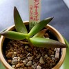 🌵多肉植物  植え替え作業③モンキーネイル他🌵