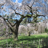 御所の桜