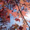 最盛期の紅葉を求めて箱根美術館→餃子センター→強羅公園へ。