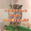 フクロウカフェに行ったらみんな寝てたんだが