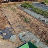 アスパラガス畝の雑草退治をしました