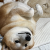 キンタ（柴犬）の体調が悪くなり、手術をした話