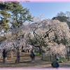 京都御所の桜 2024（その１）