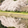 斐伊川堤防桜並木の桜は満開！（1）島根県雲南市木次町