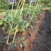 今週の野菜